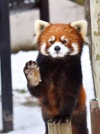 ice_redpanda.love의 내가 캣냅이라면?