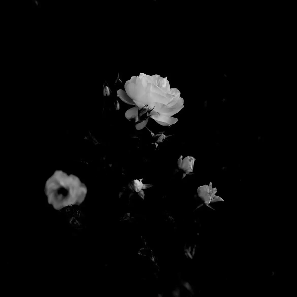 GrossCrane1813의 사실 간첩입니다