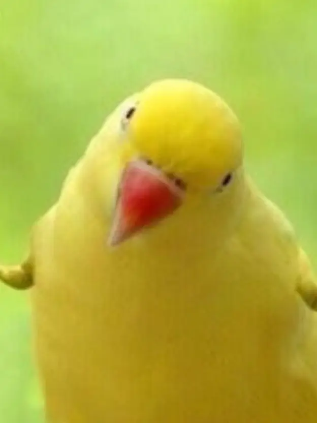 soriqwe의 수인무리와 🐥애기들🐥
