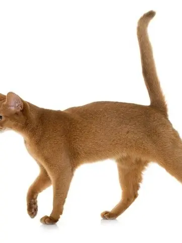 geiry_kmi의 ゲイリーは片思い（アビシニアン）