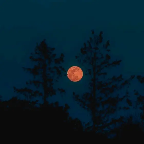 wholedayproject0623의 늑대인간 ALD1 & 뱀파이어 ADP