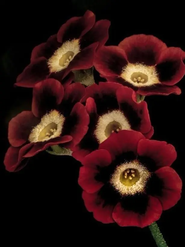 Incendiary의 花樣年華