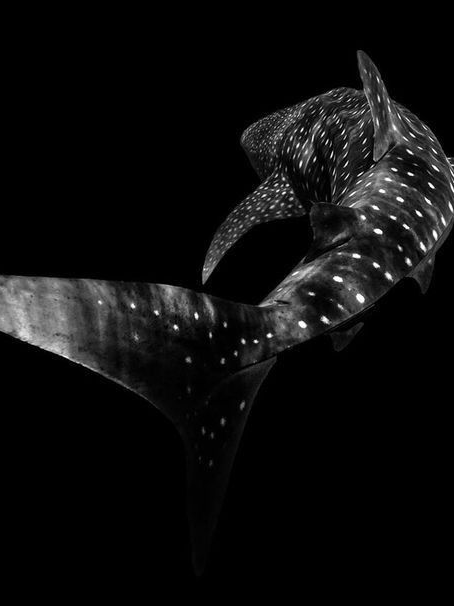 조수의 군주 대표 이미지