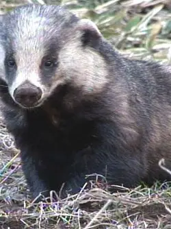 Aerosteon의 Asian Badger