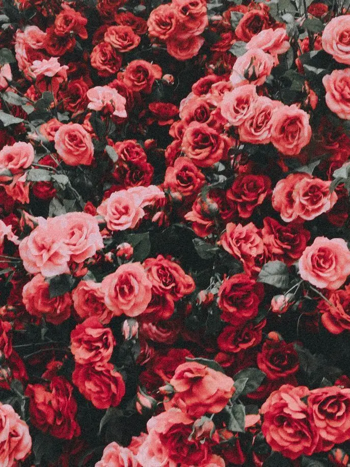 SaltySteel0495의 도은호