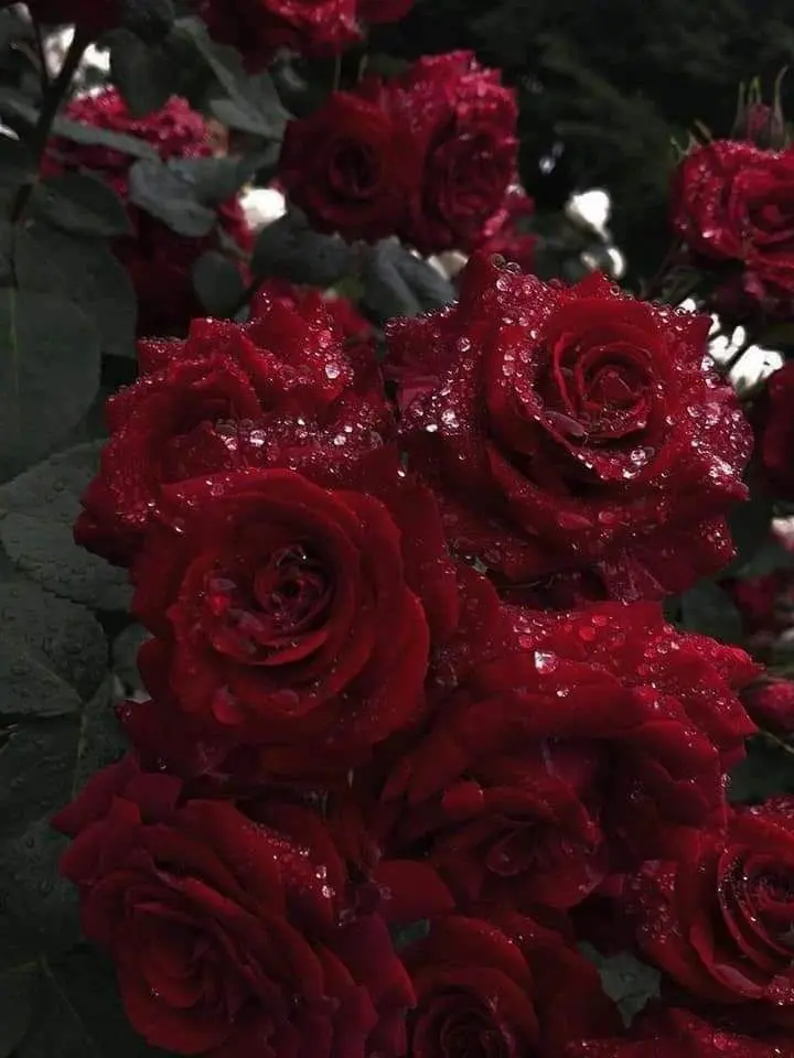RaspyWoman2178의 身代わりの花瓶