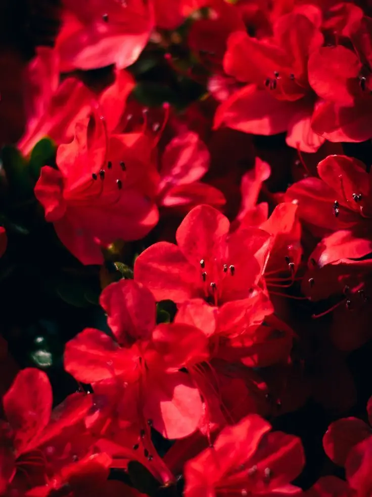 Teupeul37의 화무십일홍(花無十日紅)