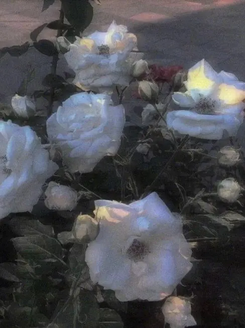 _Tx.rz.의 남자제자 두명을 홀린 스승님.