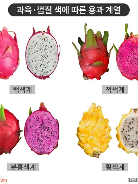 PinkAlarm1010의 실험체에 용과를 더한