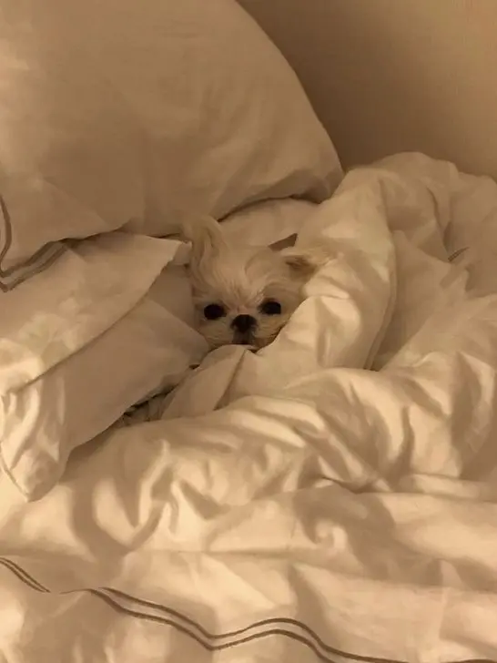 aa_96의 犬にも人間にもなれる貴方