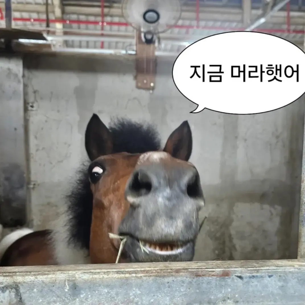 Sw_lee의 오리즈 말새끼