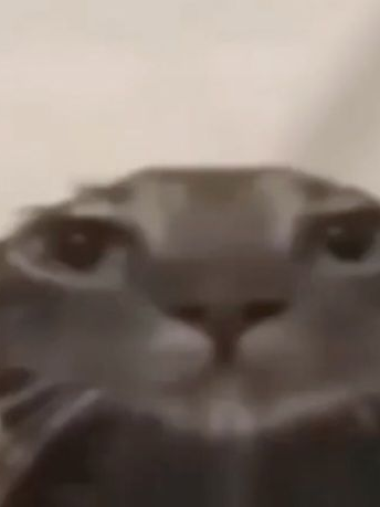 댄디의 세계 정령 au +여우 대표 이미지