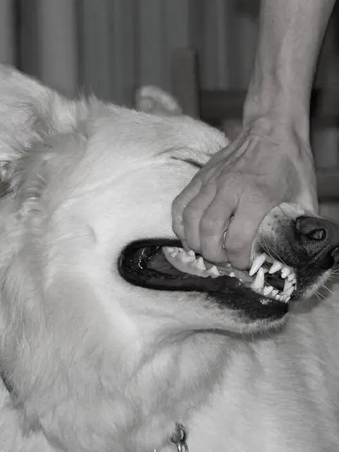 evenifisayit의 𝘿𝙤𝙜𝙜𝙮 𝘽𝙤𝙮