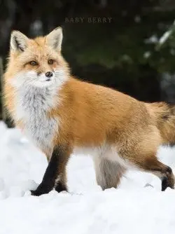 yu1109y의 고고프렌즈 유치원(여우포함)