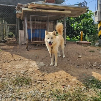 깡 시골에 사는 개로 살아남기