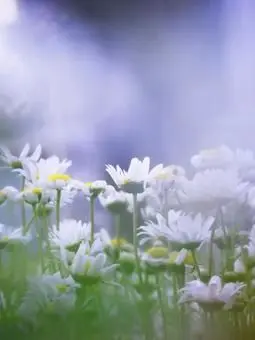 MoodyDull7653의 101年の夢の先