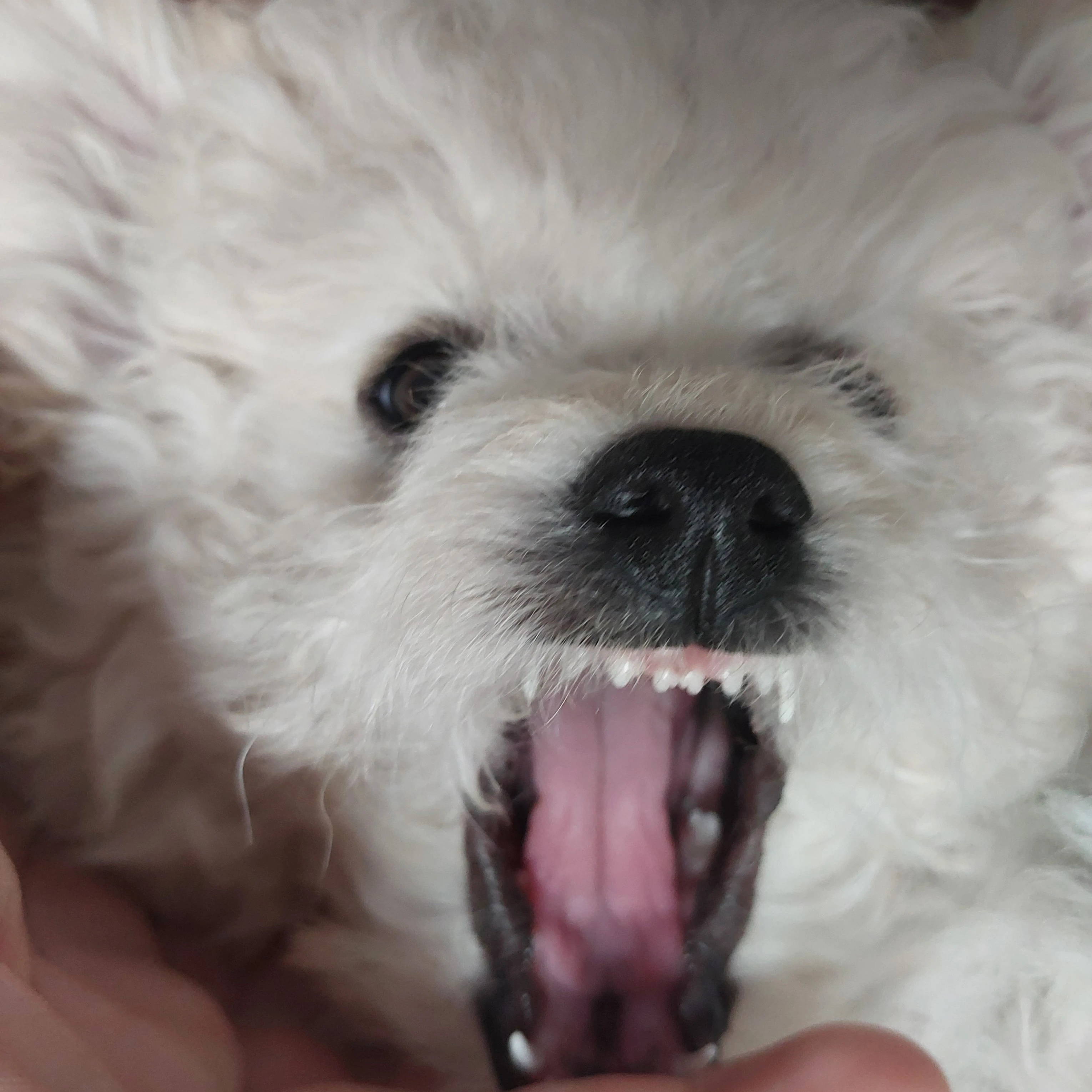 말하는 갱얼쥐