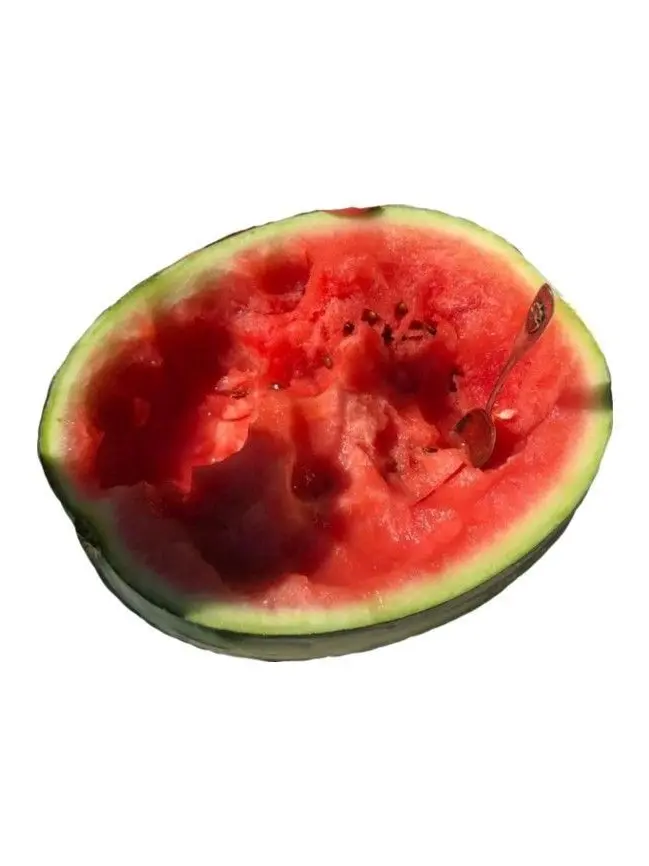 xxxibgdrgn8의 summer vacation