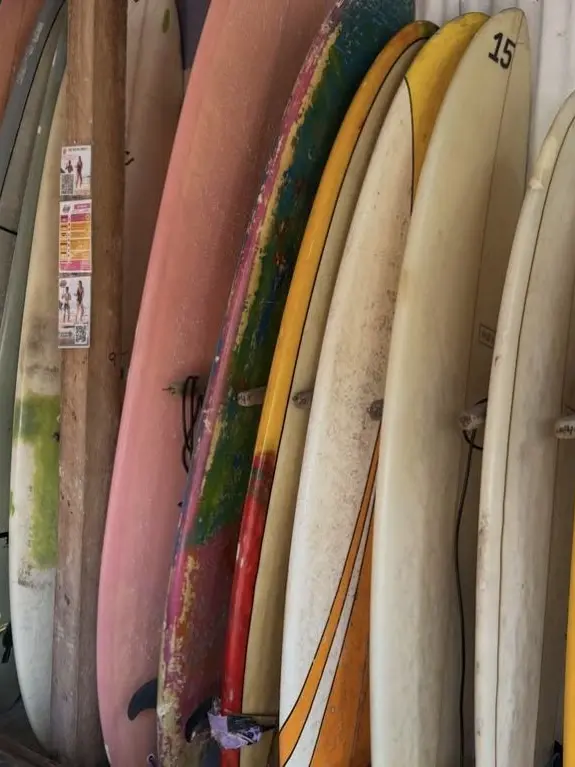 WellPlush0952의 The Surf Instructor Bet