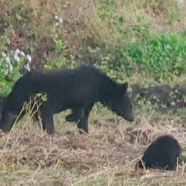 BadSuit3369의 熊退治⁉️