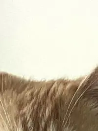 SPYAIR의 이케가 무대 리허설에서 쓰러지다