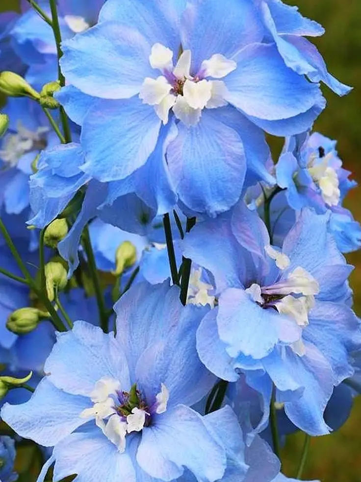 PlumpLady2516의 政府所属の長義さん