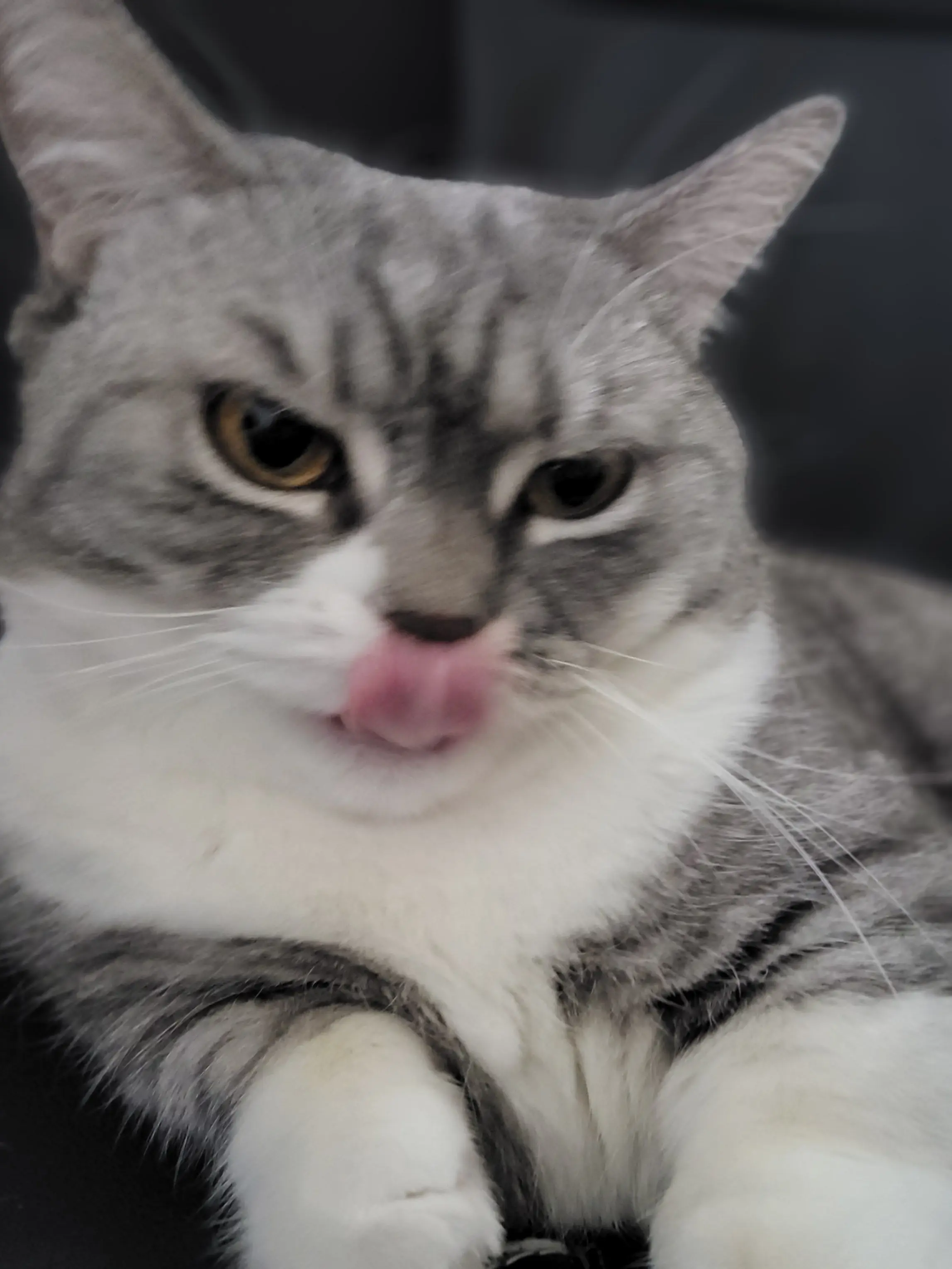 SunnyLeech9734의 고양이