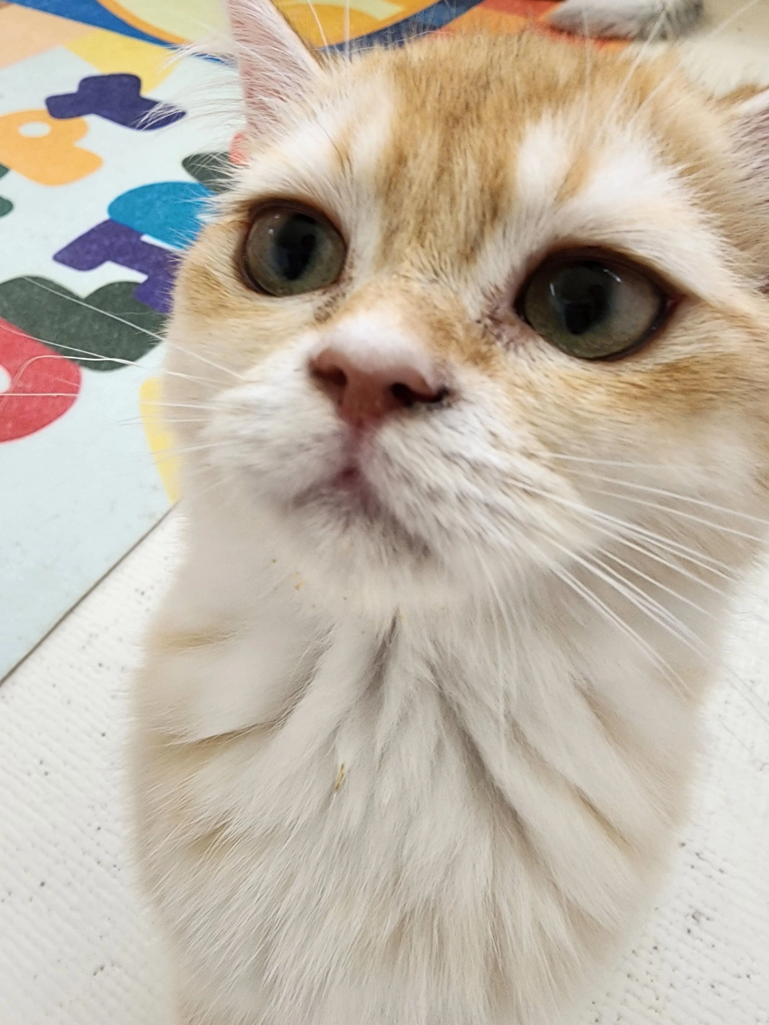 Kimleeonlover의 확 속아버린 너희와, 홀로인 나 자신