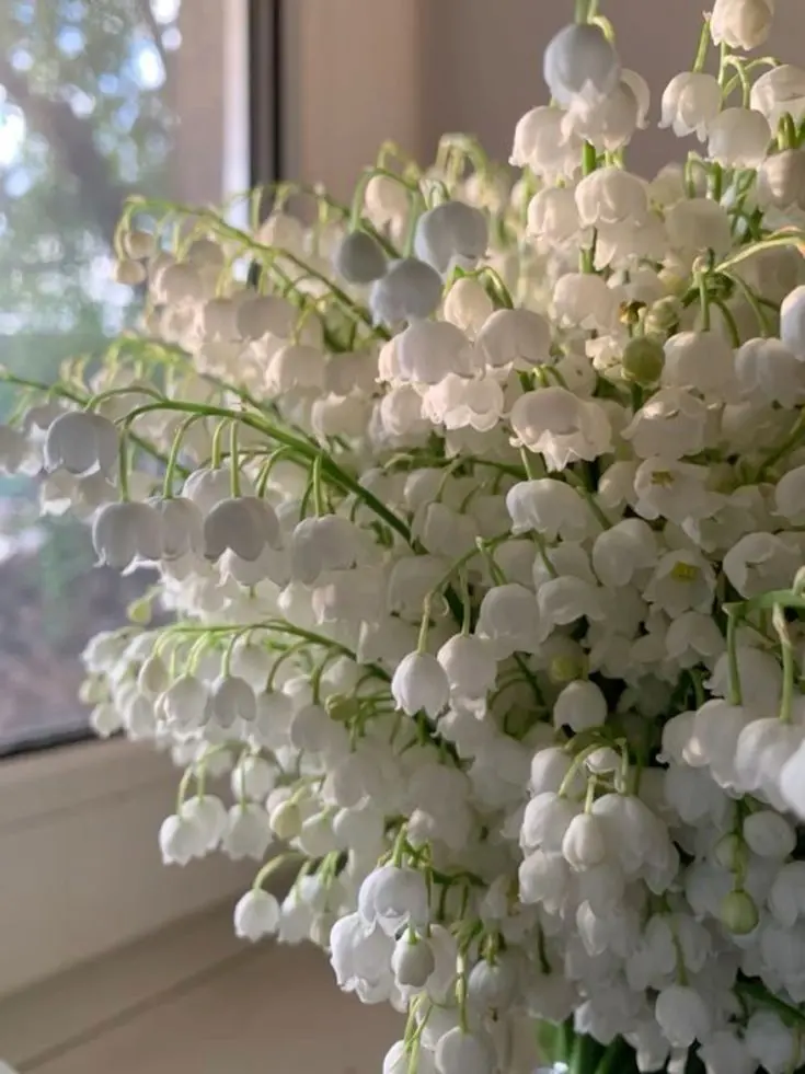 Yeon.line2345의 은방울 꽃의 꽃말이 뭔지알아요?