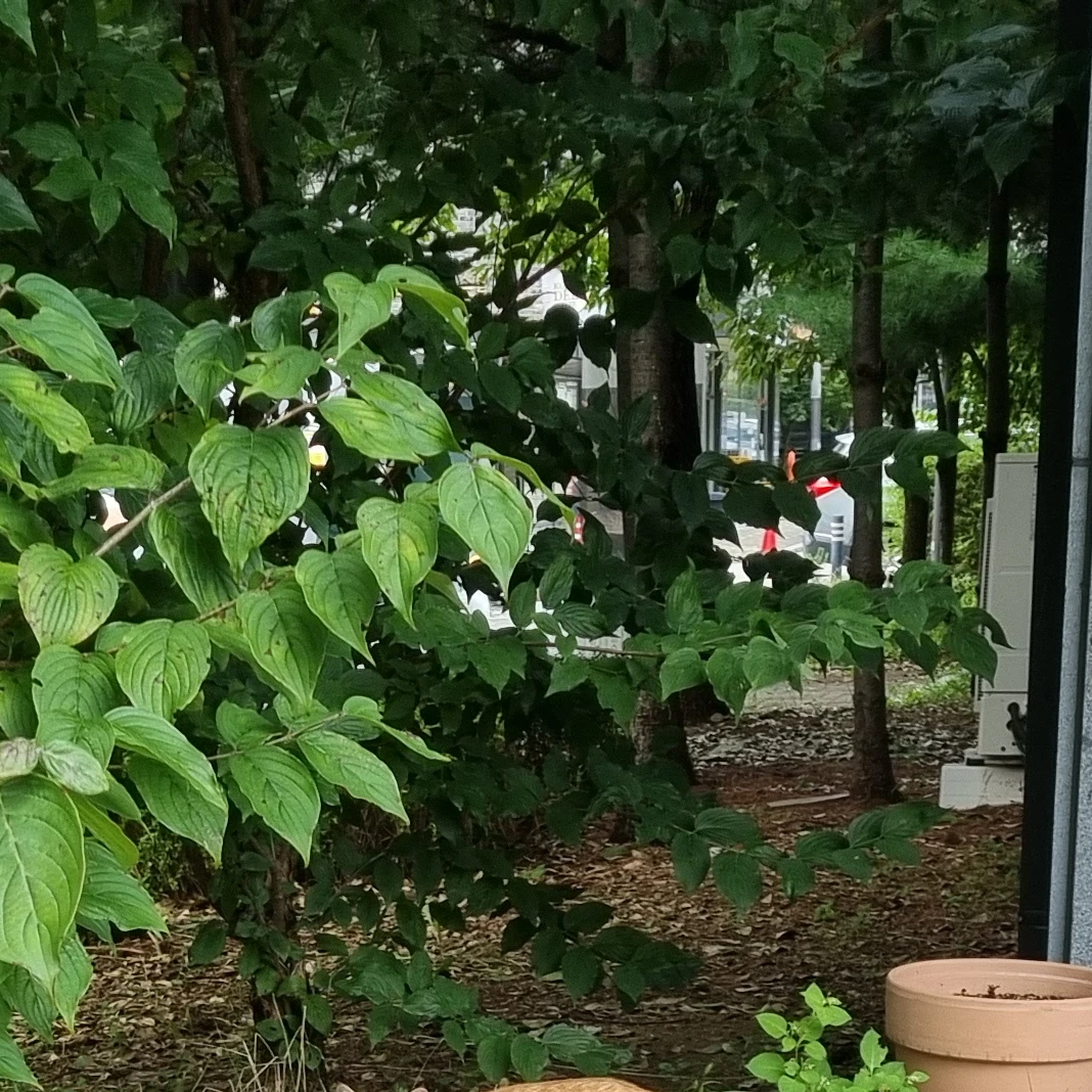 こちらは空き地。