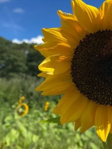 Y_3amxm의 私たちの青春は夏だった  。 。 개인용