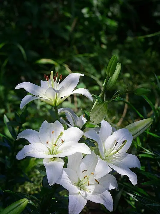 Espresso_cookie의 《소중한...》