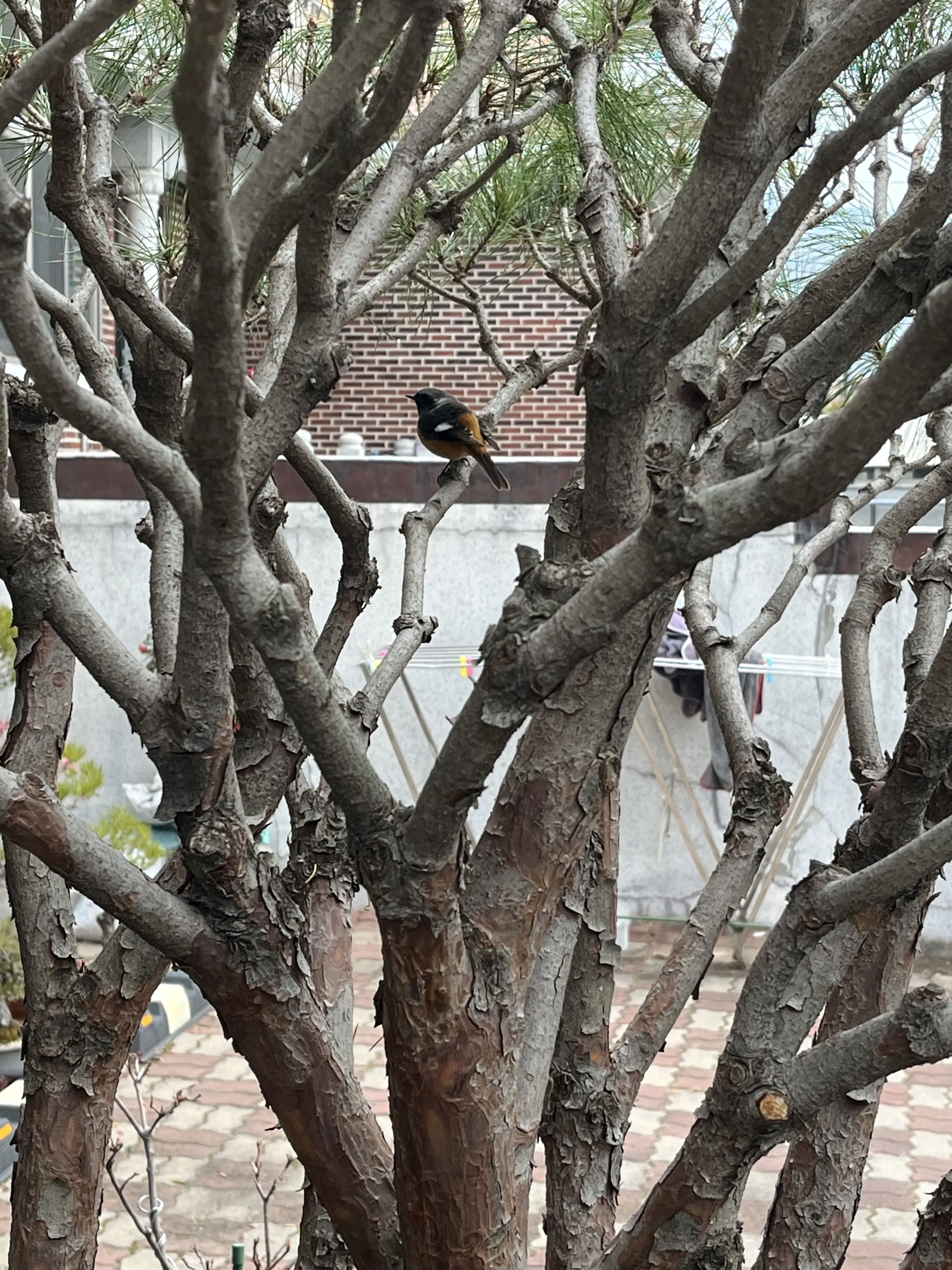 ProudZebu5498의 신아 수인학교(죄송해요 바꿨어요..)