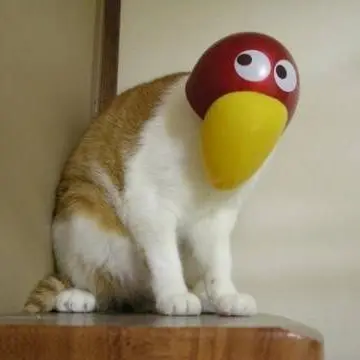 Honehone의 お金目当てなんでしょ！