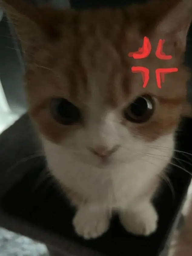 LocalMouse2883의 ツンデレ猫ちゃん