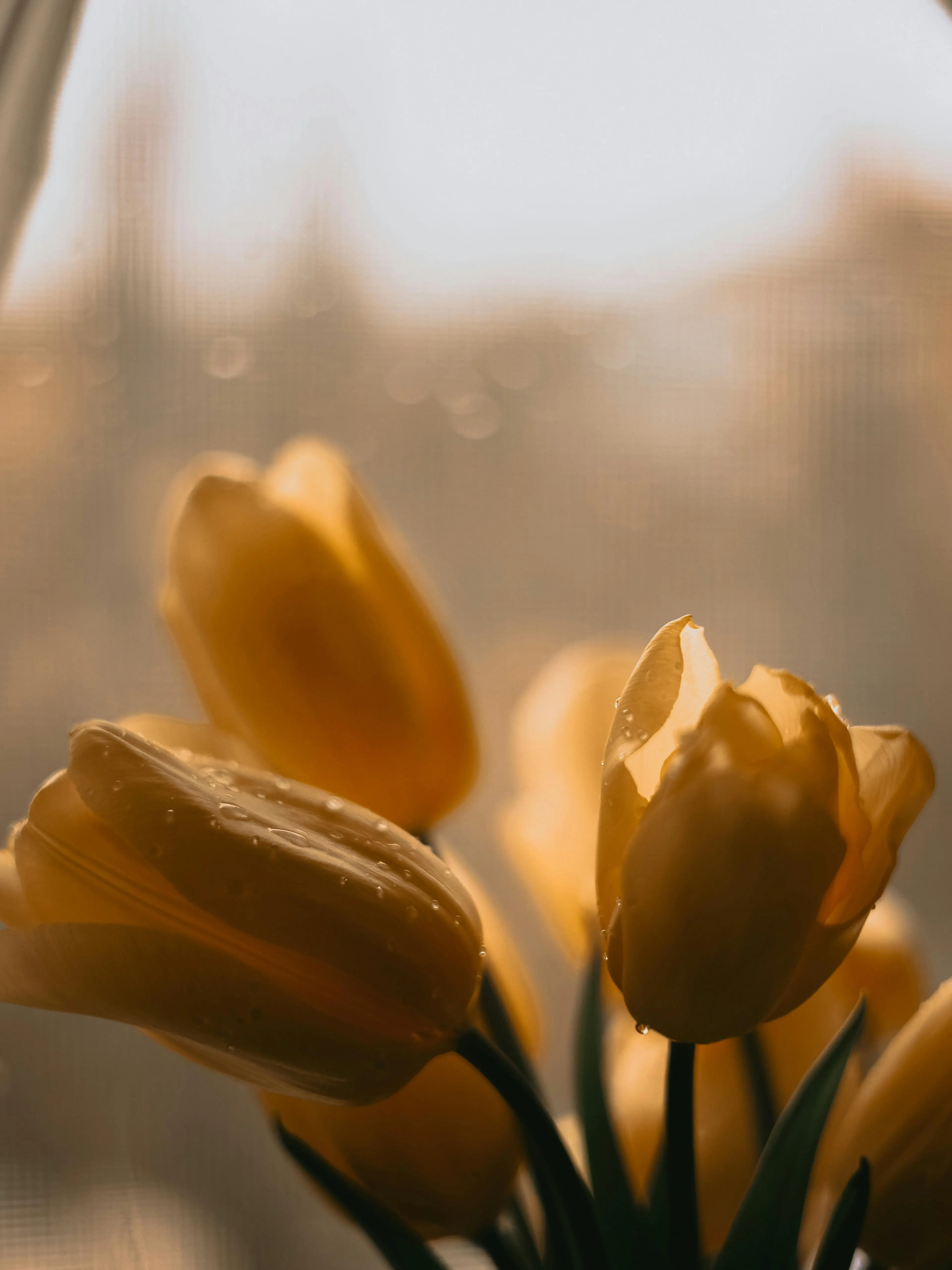 SlickTosa4484의 年下の子に嫌われてます。