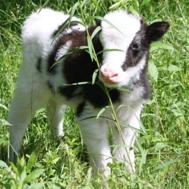 Cow. 대표 이미지