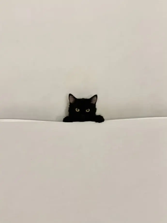 afuuuuka1582의 ねこちゃん