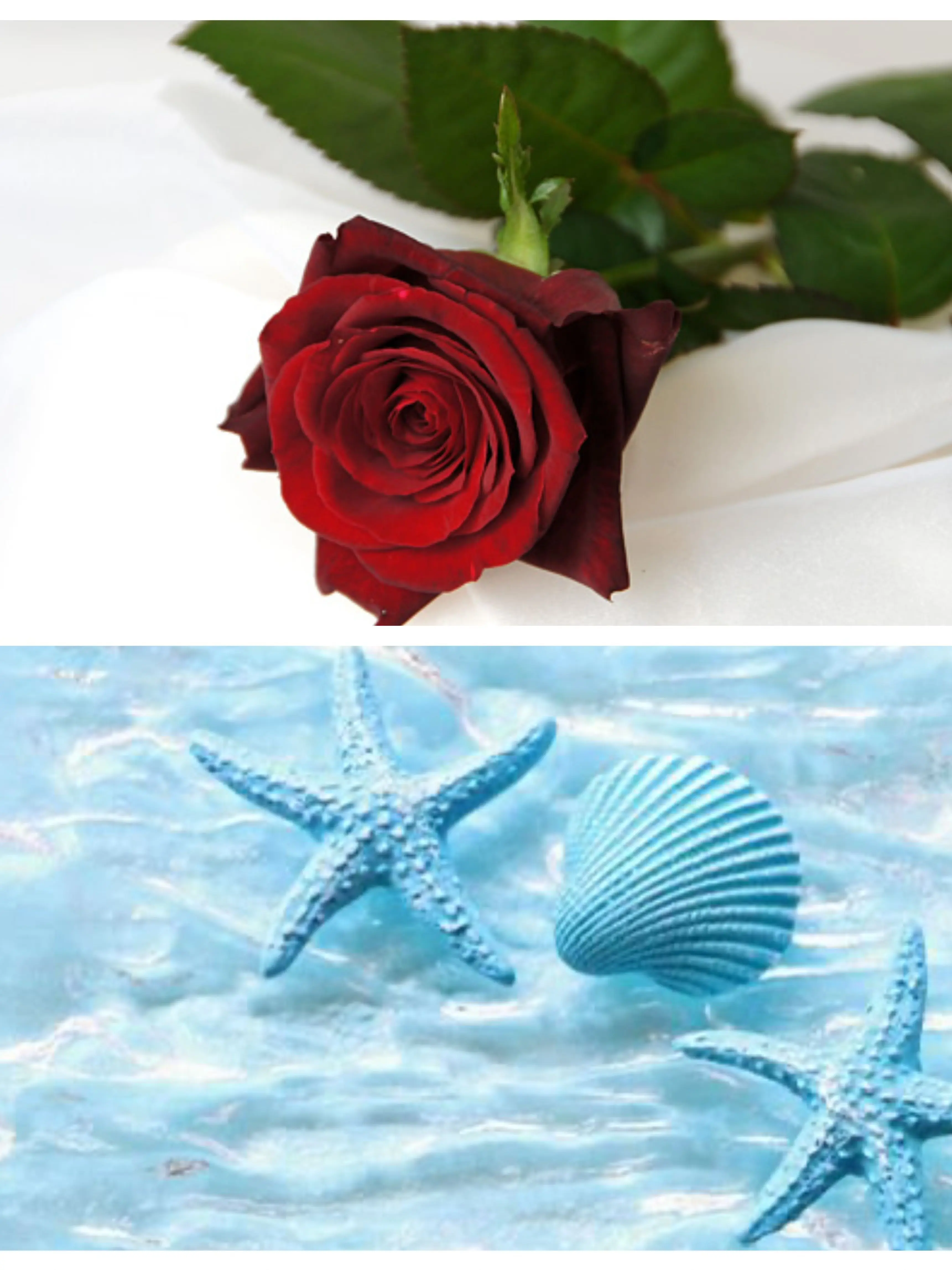 PuristCup6044의 爆弾コンビに愛される