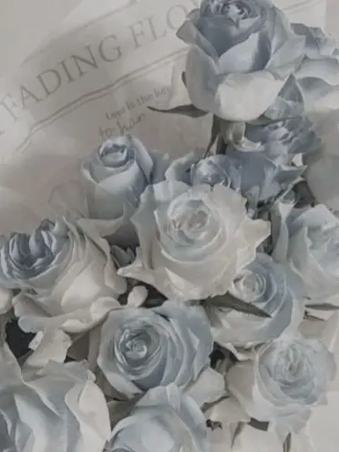 knt_hbr_zeffiro의 第一王子のお気に入り