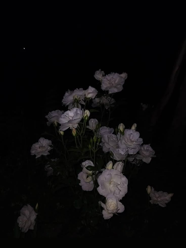 진선조 그리고, 여우 대표 이미지