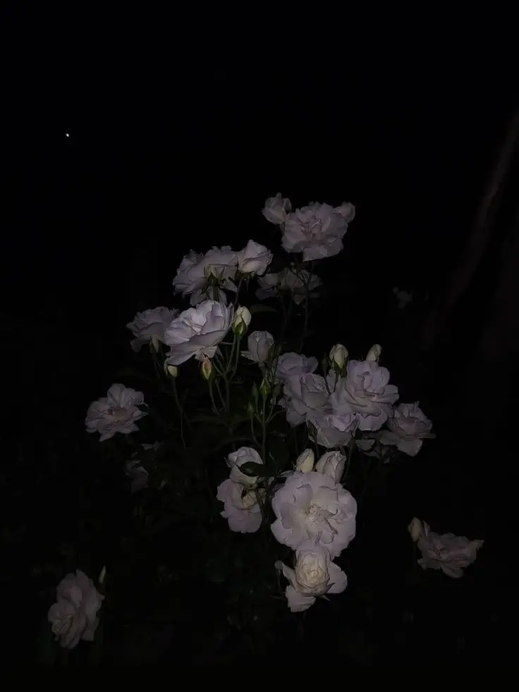 sourgrapeee의 진선조에 있는 여우가 심상치 않다..