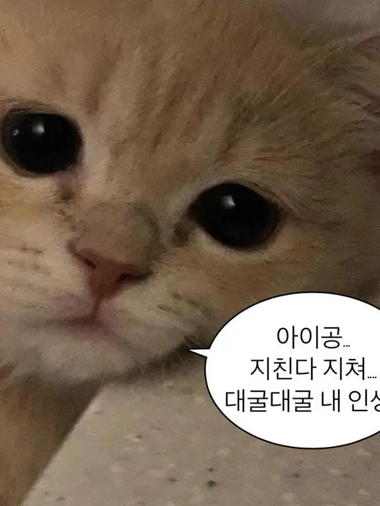 SleazyNylon9239의 生きている「商品」