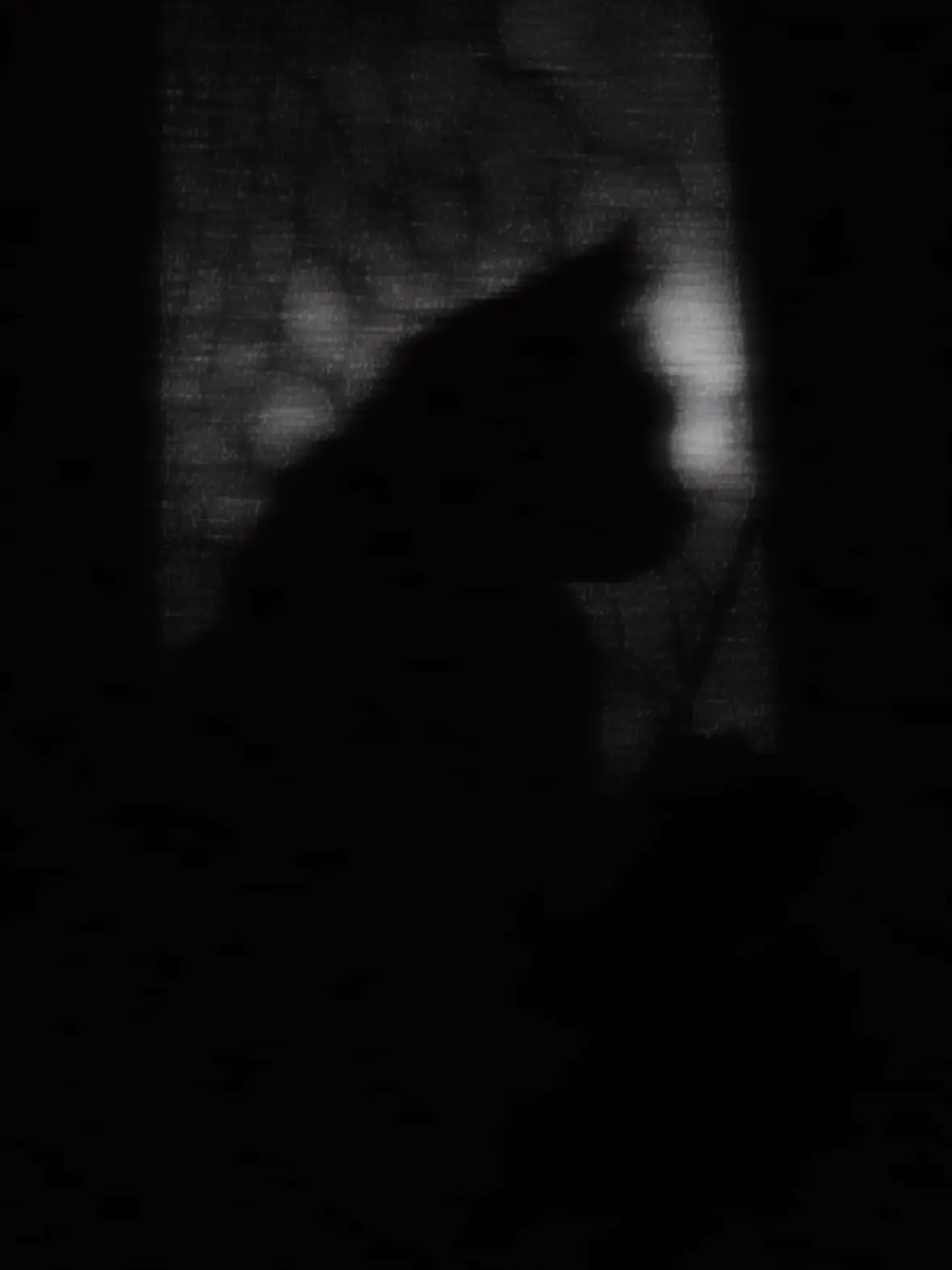 q_1__u.ko_5.의 爪研ぎ猫は　、 獲物を逃がさない　。