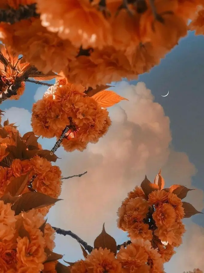 dpxnp의 걔는 귀여운 동생일 뿐이야