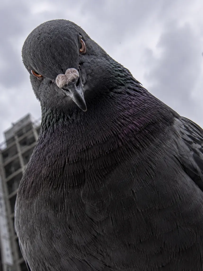 DrearyShock4957의 鳩