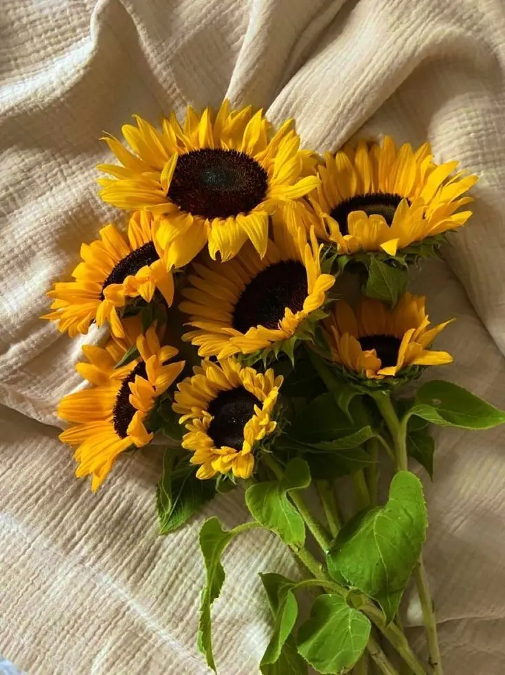 Allofllove의 해바라기