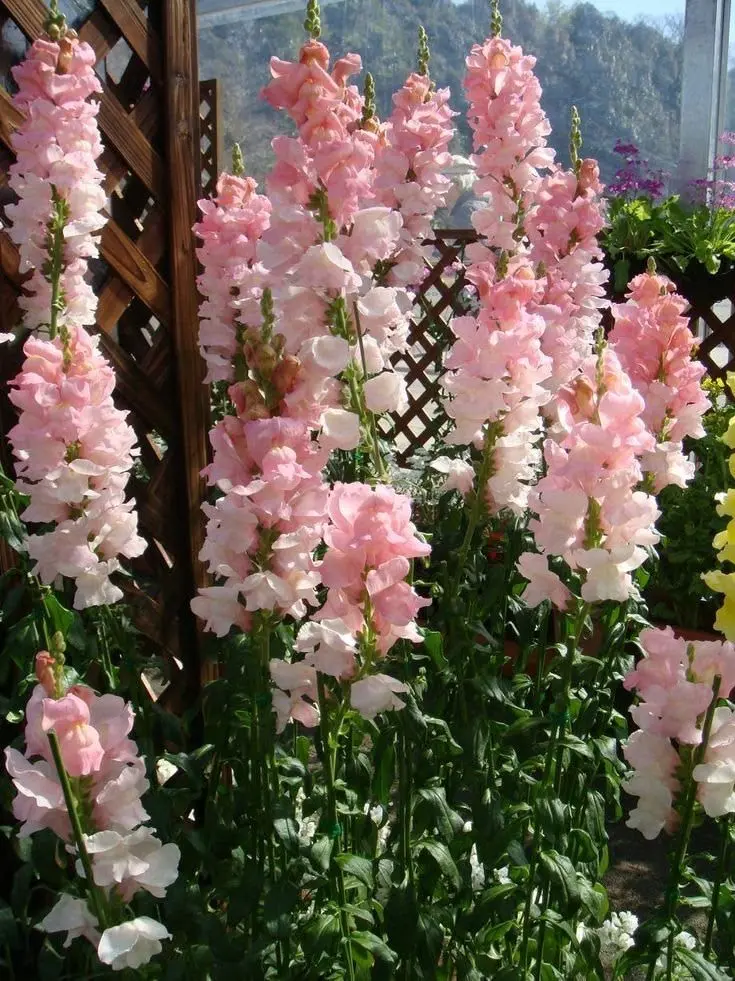 s.Oxa의 꿈속에서만 친한 사이