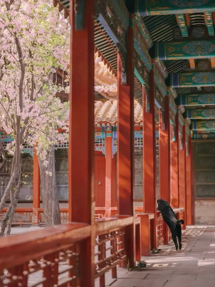 Nyak의 불로불사는 아니어도