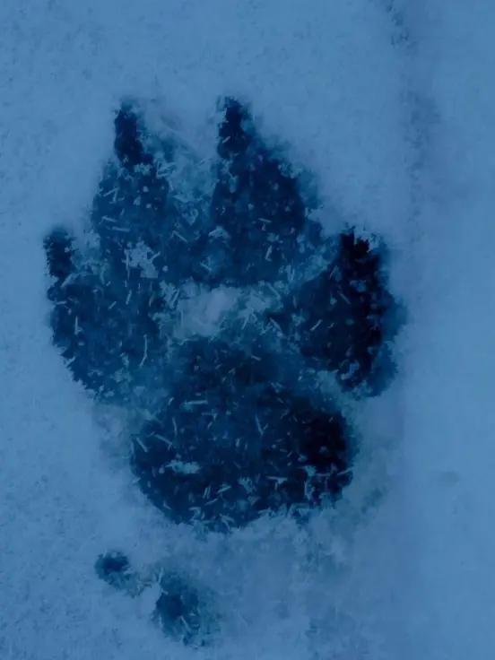 sinikake__16의 頼もしい番犬ｻﾝ